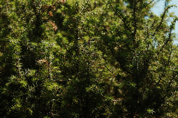 Dense juniper bushes growing in forest of Tara National Park, Serbia.