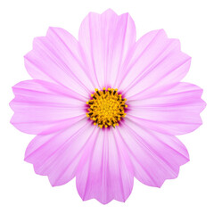 cosmos flower isolated on transparent and white background