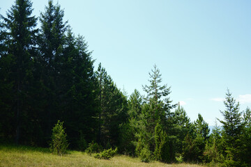 Fototapeta premium Open meadow with scattered trees and distant mountain views in Tara National Park, Serbia.