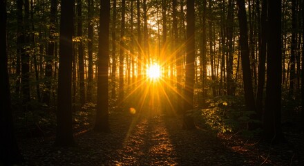 Naklejka premium Golden Sunset Rays in Dark Forest Path