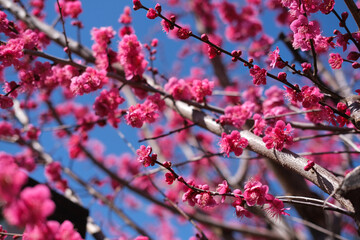 Pink sakura flowers on a tree