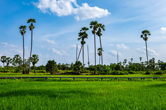 Samo Rice Tree Rice Tree Plant