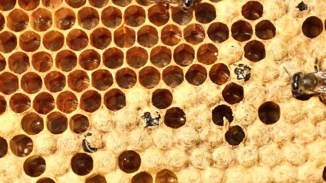 Preparing bees to emerge from cocoons.