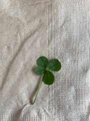 네잎클로버