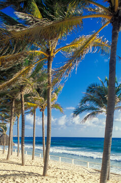 Palm trees lining a serene beach in Cancun under bright tropical sun and vibrant blue sky, perfect for themes of coastal living, relaxation, travel inspiration and nature-focused branding.