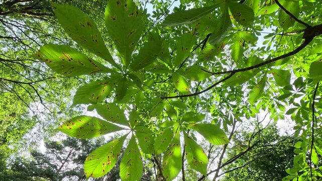 Sunlight Filtering Through Green Tree Leaves in Botanical Garden