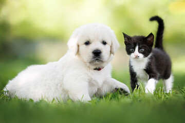 cute golden retriever puppy and a kitten posing on grass together