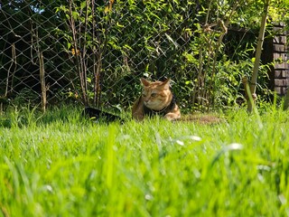 An attentive orange cat wearing a harness lies in a field of tall green grass. This peaceful image captures a pet's curious and calm moment of enjoying the outdoors.