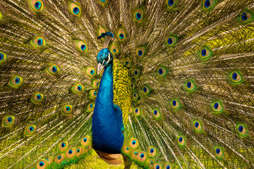 Obraz premium Peacock spreading its vibrant feathers in full display, showcasing vivid natural beauty.
