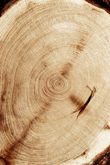 Naklejka premium Natural wooden background, wood texture annual rings form. Macro photo of cross section of juniper log, graphic nature organic pattern. Sawed timber close up with tree ring pattern, vertical