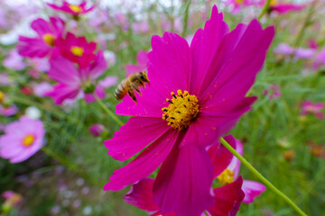 コスモスの花に近づくミツバチのマクロ撮影