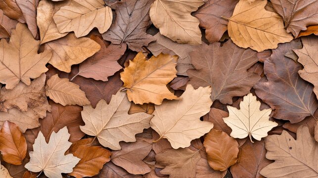 Autumn Fallen Leaves on Ground with Natural Textures and Colors
