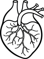 circulatory system diagram   includes the heart 