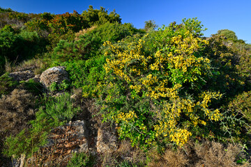 Naklejka premium Maquis shrubland in Mani (Peloponnese, Greece) // Macchia auf der Mani (Peloponnes, Griechenland)
