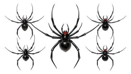 A group of five black widow spiders with distinctive red hourglass markings on their abdomens,...