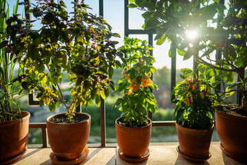 Homegrown thai Basil plant, lemongrass, dwarf yellow tomato cherry, red hot chili pepper, citrus...