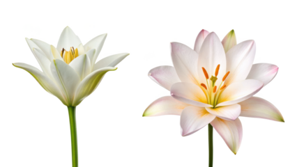 Flower and Lotus Flower isolated on transparent background