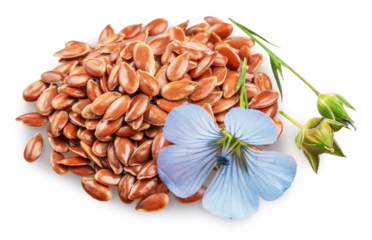 Blue delicate flax flower lays on heap of linseeds isolated on white background. Cut out PNG file.