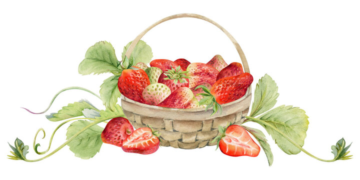 Strawberry in weaved basket with leaves tendrils, ripe picked garden berry harvest heap, pineberry strasberry. Isolated illustration hand drawn in watercolor. Dessert cafe menu, farmers market grocery