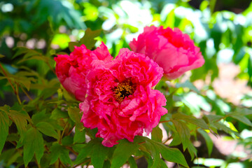 Beautiful flower of paeonia plant