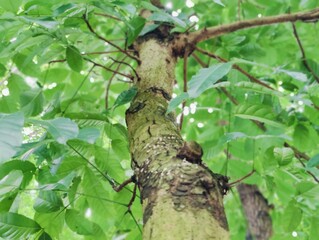 Tree  branches with green fresh leaves and twigs forming intricate natural patterns in a forest