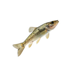 Small freshwater fish isolated, ideal for scientific illustration on transparent background