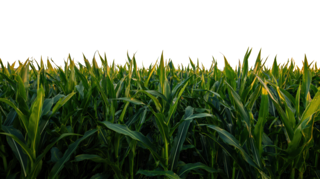 Lush green cornfield with tall stalks, silhouetted against a dark background, showcasing the beauty of agricultural landscapes.