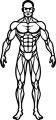muscular system diagram
