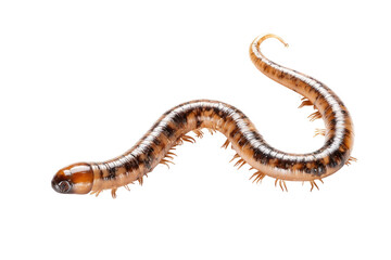 Close-up of a segmented, brownish-tan millipede with a long, wavy body.  Fringed with tiny, bristle-like hairs.  Against a plain black background