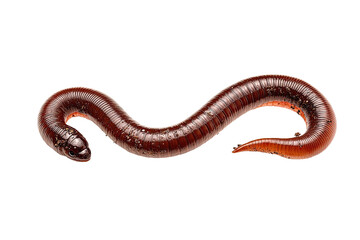 Fototapeta premium Close-up of a segmented worm, dark reddish-brown in color, lying in a gentle curve against a black background. The worm's body is clearly segmented, with visible rings