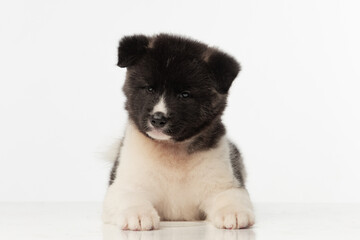 American Akita puppy on white background