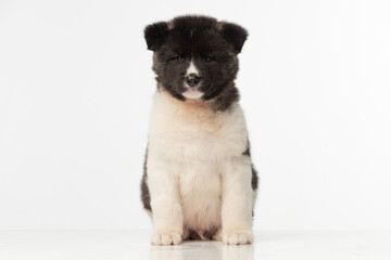 Obraz premium American Akita puppy on white background