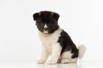 American Akita puppy on white background
