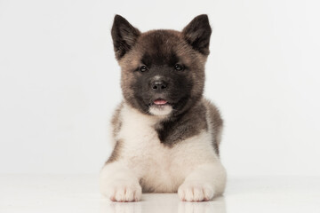 American Akita puppy on white background