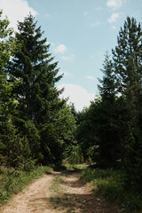 Forest trail surrounded by tall pine trees in Tara National Park, Serbia, under a bright summer sky.