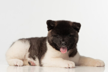 American Akita puppy on white background