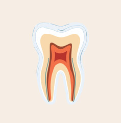 Illustration of a cross-section of a tooth showing internal layers and structure against a light background