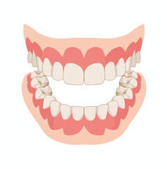 Illustration of a human mouth showing teeth and gums in a symmetrical front view against a white background