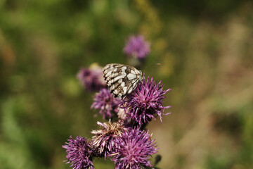 Marbled white butterfly resting on vibrant purple thistle flower in Tara National Park, Serbia.