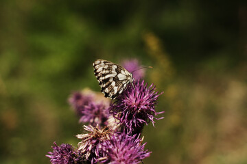 Marbled white butterfly resting on vibrant purple thistle flower in Tara National Park, Serbia.
