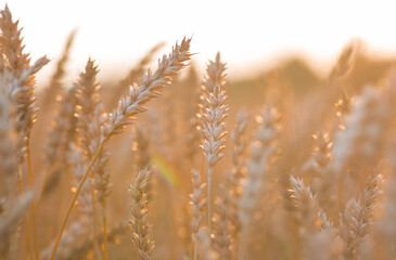 Golden wheat ears against the backdrop of the setting sun. Close-up of an agricultural plant. Concept of planting and harvesting a bountiful harvest. Rural landscape.
