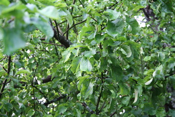 apple tree green texture background
