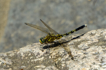 岩の上にとまるウスバキトンボのマクロ写真