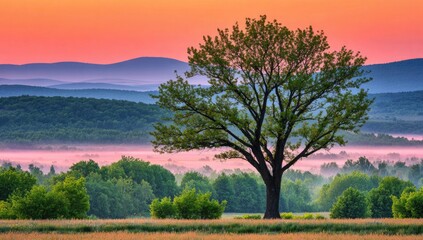 Sunrise over misty mountains, solitary tree in field