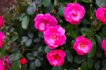 Bright pink roses blooming in lush green foliage.