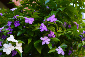 Brunfelsia pauciflora flower on tree