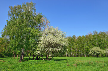 Obraz premium Russian summer landscape