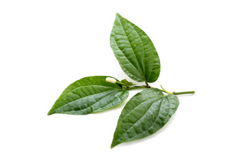 Fresh wild betel leaves with flower