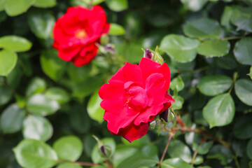 Beautiful roses in full bloom at the Japanese Rose Garden.