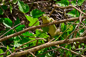 Obraz premium Westliche Riesensmaragdeidechse - Weibchen // Balkan green lizard - female (Lacerta trilineata trilineata) - Peloponnes, Griechenland